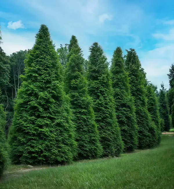 Tree services by Terraform Land Co.